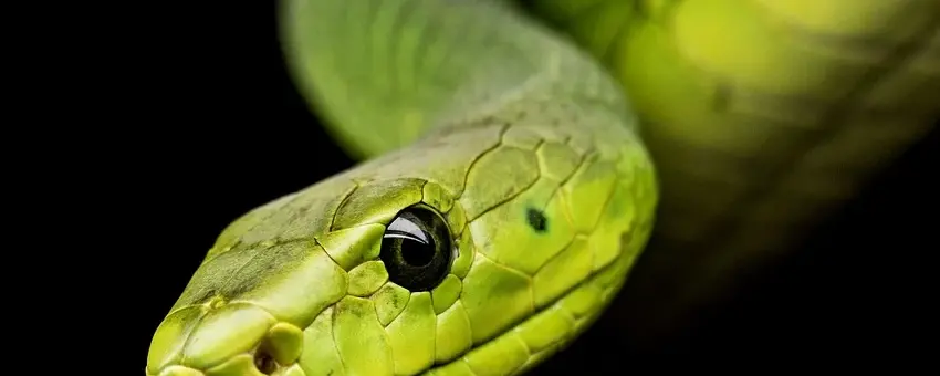 O Que Significa Sonhar Com Cobra Branca